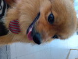 Chien adulte Keeshond à vendre