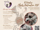 Chiots Dalmatiens LOF &agrave; vendre