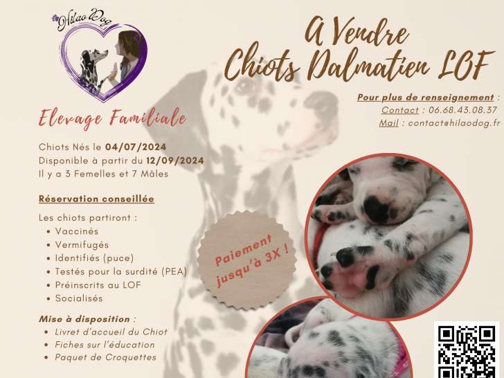 Chiots Dalmatiens LOF à vendre