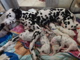 Chiots Dalmatiens LOF &agrave; vendre