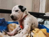 Chiots Dalmatiens LOF &agrave; vendre