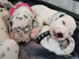 Chiots Dalmatiens LOF &agrave; vendre