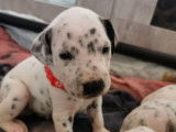 Chiots Dalmatiens LOF &agrave; vendre