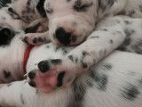 Chiots Dalmatiens LOF &agrave; vendre
