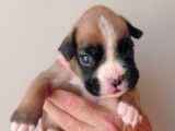 Chiots Boxer confirmables au LOF à vendre