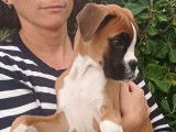 Chiots Boxer confirmables au LOF à vendre