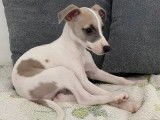 Chiots Whippet LOF
