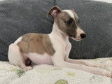 Chiots Whippet LOF
