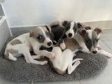 Chiots Whippet LOF