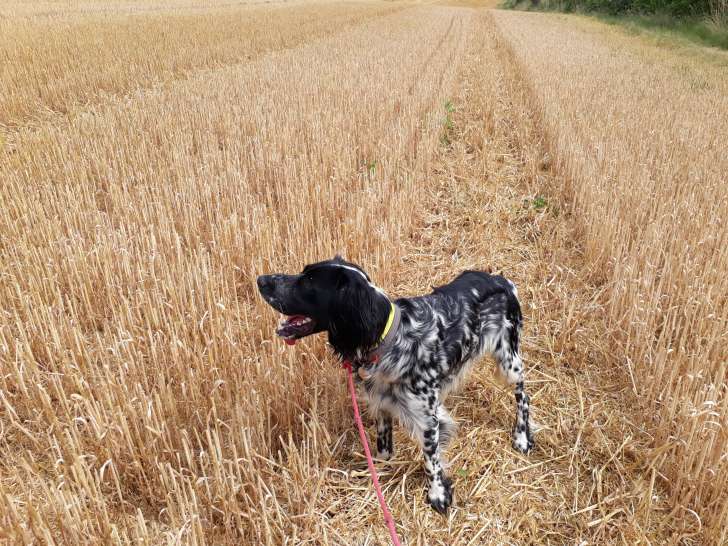 Setter Anglais blue belton LOF à donner
