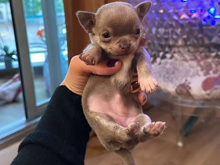 Chiots Chihuahua à réserver