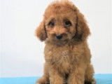 Adorables chiots Cavapoo à vendre