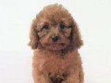 Adorables chiots Cavapoo à vendre