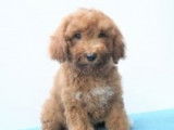 Adorables chiots Cavapoo à vendre