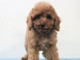 Adorables chiots Cavapoo à vendre