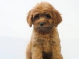 Adorables chiots Cavapoo à vendre