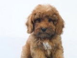 Adorables chiots Cavapoo à vendre