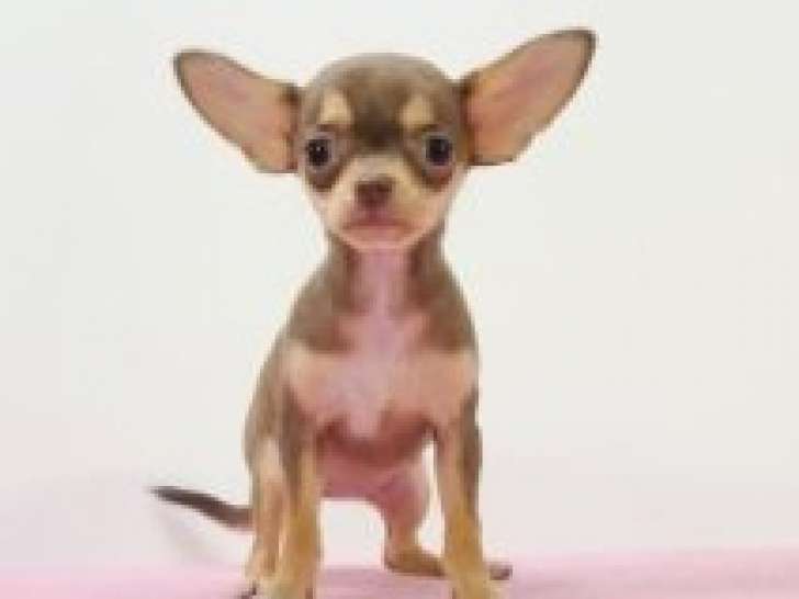 Chiots Chihuahua à poil court à vendre