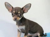 Chiots Chihuahua à poil court à vendre