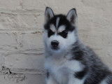 Chiots Husky LOF à vendre