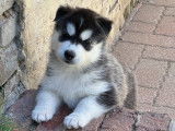 Chiots Husky LOF à vendre
