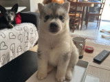 Chiots Husky LOF à vendre