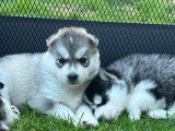 Chiots Husky LOF à vendre