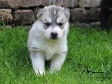 Chiots Husky LOF à vendre