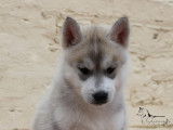 Chiots Husky LOF à vendre