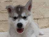 Chiots Husky LOF à vendre