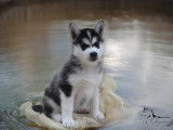 Chiots Husky LOF à vendre