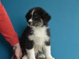 Chiots Berger Australien &agrave; vendre