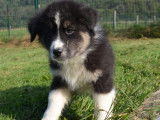 Chiots Berger Australien &agrave; vendre