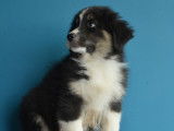 Chiots Berger Australien &agrave; vendre