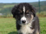 Chiots Berger Australien &agrave; vendre