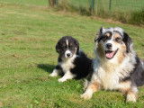 Chiots Berger Australien &agrave; vendre