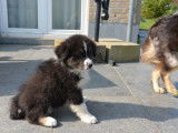 Chiots Berger Australien &agrave; vendre