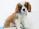 Très beaux chiots Cavalier King Charles à vendre