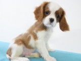 Très beaux chiots Cavalier King Charles à vendre