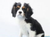 Très beaux chiots Cavalier King Charles à vendre