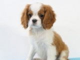 Très beaux chiots Cavalier King Charles à vendre