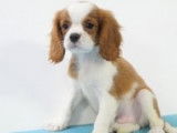Très beaux chiots Cavalier King Charles à vendre