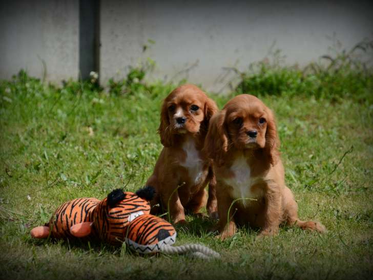 Chiots Cavalier King Charles Spaniel à vendre