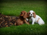 Chiots Cavalier King Charles Spaniel à vendre