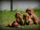 Chiots Cavalier King Charles Spaniel à vendre