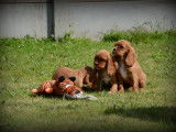 Chiots Cavalier King Charles Spaniel à vendre