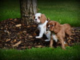 Chiots Cavalier King Charles Spaniel à vendre