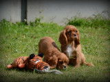 Chiots Cavalier King Charles Spaniel à vendre