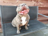 Femelle American Bully pocket à vendre