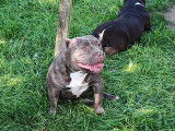 Femelle American Bully pocket à vendre